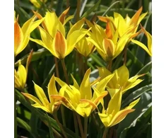 Botaninė tulpė ‘Kolpakowskiana’ , 10 vnt.