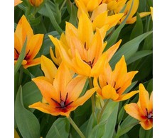Botaninė tulpė 'Shogun', 15 vnt.