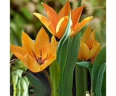 Botaninė tulpė 'Shogun', 15 vnt.