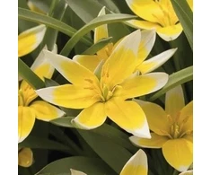 Botaninė tulpė 'Tarda', 10 vnt.