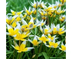 Botaninė tulpė 'Tarda', 30 vnt.
