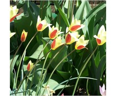 Botaninė tulpė 'Tinka', 50 vnt.
