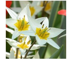 Botaninė tulpė 'Turkestanica', 15 vnt.