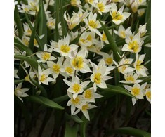 Botaninė tulpė 'Turkestanica', 50 vnt.