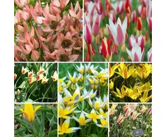 Botaninių tulpių MIX, 100 vnt.