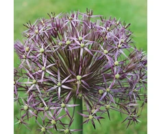 Dekoratyviniai česnakai CHRISTOPHII, 15 vnt.
