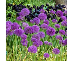 Dekoratyviniai česnakai 'Purple Sensation' 50 vnt.