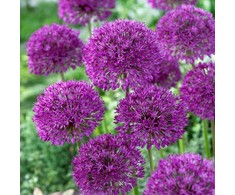 Dekoratyviniai česnakai 'Purple Sensation' 50 vnt.