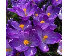 Didžiažiedžiai krokai 'Flower Record' , 50 vnt.