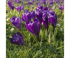 Didžiažiedžiai krokai 'Flower Record' , 50 vnt.
