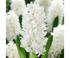 Hiacintas 'Aiolos’, 9 vnt.