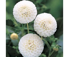 Jurginas ‘Snowflake’ (Pompon), šaknis, 1 vnt.