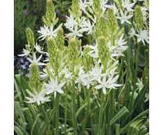 Kamasija leichtlinii 'Alba', 3 vnt.