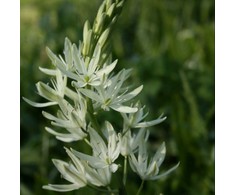 Kamasija leichtlinii 'Alba', 9 vnt.