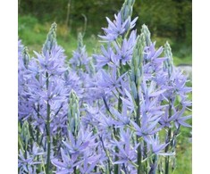 Kamasija leichtlinii 'Caerulea', 3 vnt.