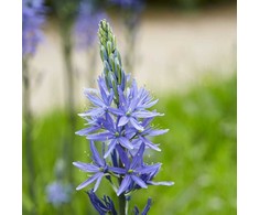 Kamasija leichtlinii 'Caerulea', 9 vnt.