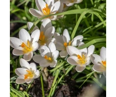Krokai ankstyvieji 'Barr's Baltas', 50 vnt.