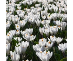Krokai ankstyvieji 'Barr's Baltas', 50 vnt.