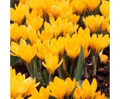 Krokai didžiažiedžiai 'Yellow' , 100 vnt.