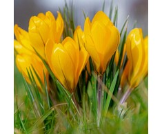 Krokai didžiažiedžiai 'Yellow' , 100 vnt.