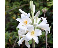Lelija candidum (Juozapinė lelija), 3 vnt.