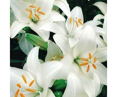 Lelija candidum (Juozapinė lelija), 3 vnt.