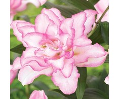 Lelija 'Roselily Anouska', 1 vnt.