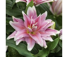 Lelija 'Roselily Anouska', 1 vnt.