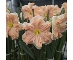 Narcizai ‘Apricot Whirl’, 15 vnt.