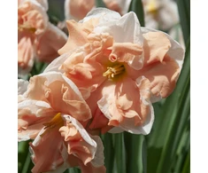 Narcizai ‘Apricot Whirl’ , 5 vnt.
