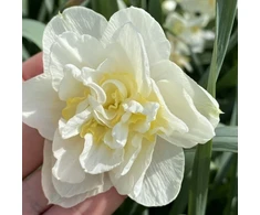 Narcizai 'Baltas Lion’, 15 vnt.