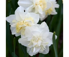 Narcizai 'Easter Born', 15 vnt.