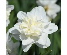 Narcizai 'Easter Born', 5 vnt.