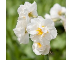 Narcizas 'Bridal Crown', 25 vnt.
