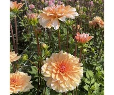 Orange Jurginas 'Oranžinis Perception’™' , šaknis, 1 vnt.