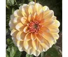 Orange Jurginas 'Oranžinis Perception’™' , šaknis, 1 vnt.