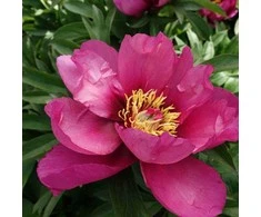 Pink Bijūnas Itoh 'Rožinė Ardour', šaknis