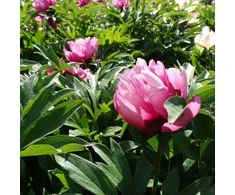 Pink Bijūnas Itoh 'Rožinė Ardour', šaknis