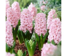 Hiacintas 'Pink Elephant’, 3 vnt.