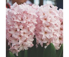 Hiacintas 'Pink Elephant’, 9 vnt.