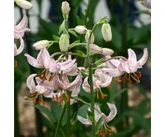 Pink Miškinė lelija 'Rožinė Morning', 1 vnt.