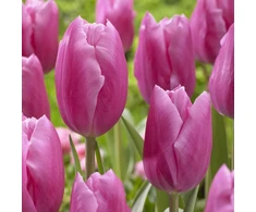 Pink Tulpė ‘Jumbo Rožinė’, 15 vnt.