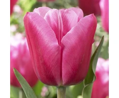 Pink Tulpė ‘Jumbo Rožinė’, 15 vnt.