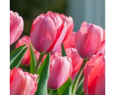 Pink Tulpė ‘Rožinė Impression’ , 50 vnt.