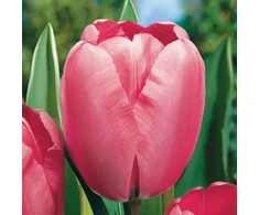 Pink Tulpė ‘Rožinė Impression’ , 50 vnt.