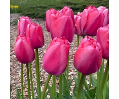 Pink Tulpė ‘Rožinė Pride’, 50 vnt.