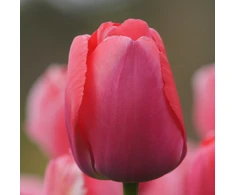 Pink Tulpė ‘Rožinė Pride’, 50 vnt.