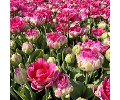 Pink Tulpė 'Wicked in Rožinė ', 50 vnt.