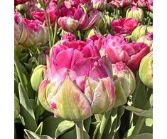 Pink Tulpė 'Wicked in Rožinė ', 50 vnt.