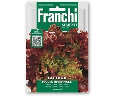 Salotos sėjamosios FRISÉE D'AMÉRIQUE